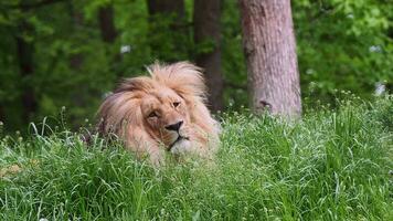 katanga leeuw of zuidwesten Afrikaanse leeuw, panthera Leo bleyenberghi. Afrikaanse leeuw in de gras. video