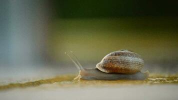 escargot glissement lentement sur le asphalte à le coucher du soleil video