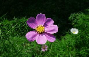 Beautiful purple color cosmos flower in winter photo