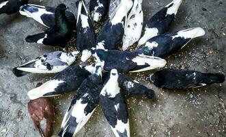 muchos palomas comiendo comida en calle foto