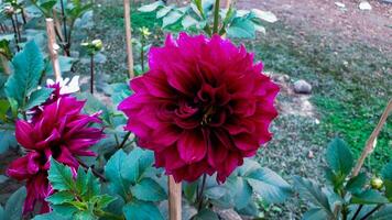Beautiful Dahlia Flower in the Garden photo