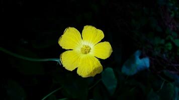 Lovely Yellow Color Flower With Background photo