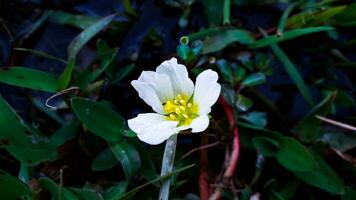 Beautiful white with yellow wildflower photo