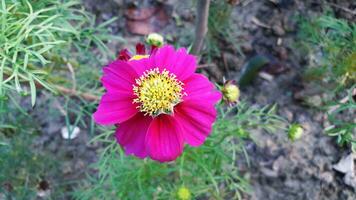 Beautiful cosmos or Zinnia  flower in winter photo