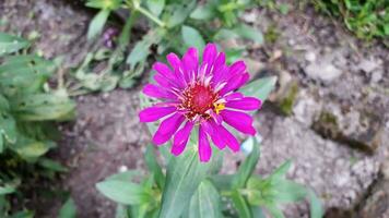 maravilloso zinnia elegans flor rosa color foto