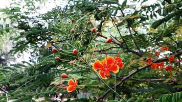 Red and Yellow Dwarf Poinciana Flowers photo