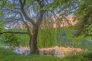 Picture of a weeping willow with fresh green leaves at a pond in backlight photo