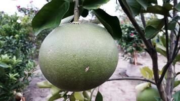 Green Pomelo on the tree photo