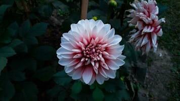 blanco y rosado color dalia flor en el jardín foto