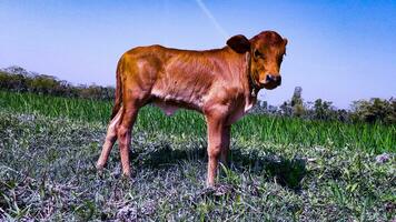 linda rojo vaca becerro en un verde campo foto