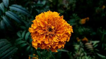 Marigold Flower With Green Leaves Background photo