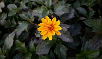 Singapore Daisy, Yellow Flower Blooming photo