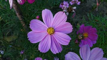 Beautiful purple color cosmos flower in winter photo