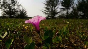 Pink Morning Glory Flowers On The Beach photo
