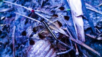 Dragonfly With Brown Color Wings photo