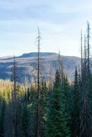Colorado Weminuche Wilderness Scenery photo