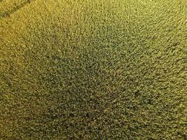 Ripening wheat. Green unripe wheat is a top view. Wheat field photo