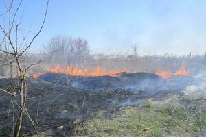 Fire on a plot of dry grass, burning of dry grass and reeds photo
