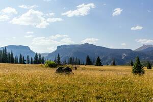 Colorado Weminuche Wilderness Meadow Scenery photo