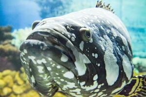 Giant grouper Humpback grouperpanther grouper photo