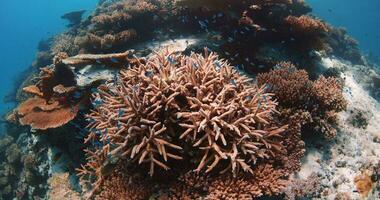 embaixo da agua coral recife com colorida tropical peixe. lindo vivo coral e grande quantidade do peixe nadar dentro a Claro mar. video