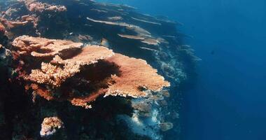 embaixo da agua coral recife com surpreendente corais e peixe. lindo vivo coral e grande quantidade do peixe nadar dentro a Claro mar. video