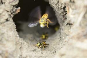 Log into the slot vespula vulgaris photo