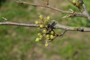 Blossoming buds of pear tree. Dissolve kidney pears photo