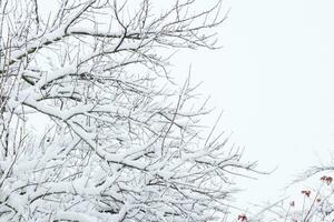 nieve en el árbol sucursales. invierno ver de arboles cubierto con nieve. el gravedad de el ramas debajo el nieve. nevada en naturaleza foto