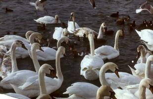 Swans in the pond. A flock of swans. photo
