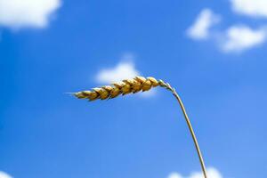 Spikelets of wheat against the sky photo