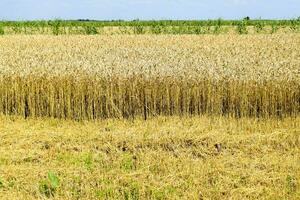 field of wheat photo