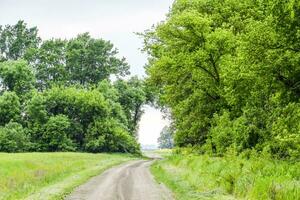 Road to the field. The road passing between the trees. Way through the forest. Symbol of life. photo