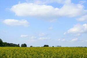 Rapeseed field. Yellow rape flowers, field landscape. Blue sky and rape on the field. photo