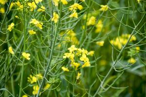 Rape flowers. Macro photo of a flowering canola. Rapeseed field.