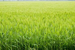 field of green immature barley. Spikelets of barley. The field is barley, Rural landscape. photo