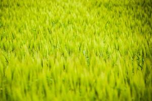 field of green immature barley. Spikelets of barley. The field is barley, Rural landscape. photo