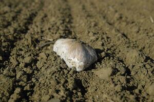 Field champignons. Edible mushroom. The growth of mushrooms in the field photo