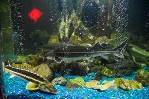 Fish sturgeon swims in the aquarium of oceanarium. Sturgeon fish photo