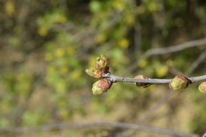 Young buds of a cherry on a branch. Blossoming cherry buds photo