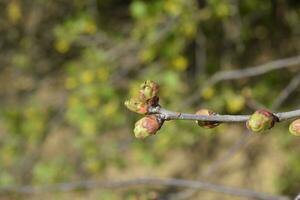 Young buds of a cherry on a branch. Blossoming cherry buds photo