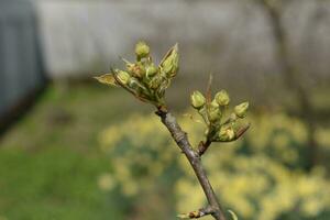 Blossoming buds of pear tree. Dissolve kidney pears photo