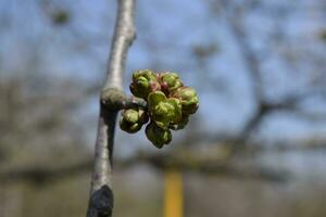Young buds of a cherry on a branch. Blossoming cherry buds photo