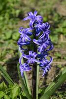 Hyacinth blooms in the garden. The hyacinth flower is blue. photo