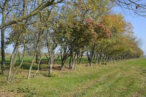 The Forest along the road in the fall. Yellowing leaves on the branches photo