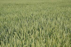 Spikelets of green wheat. Ripening wheat in the field. photo