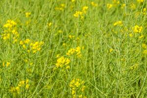 Rapeseed field. Background of rape blossoms. Flowering rape on the field. photo