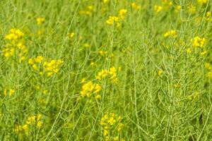 Rapeseed field. Background of rape blossoms. Flowering rape on the field. photo