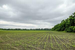 Cornfield. Small corn sprouts, field landscape. Cloudy sky and stalks of corn on the field. photo