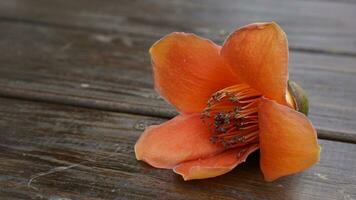 a single orange flower on a wooden table photo